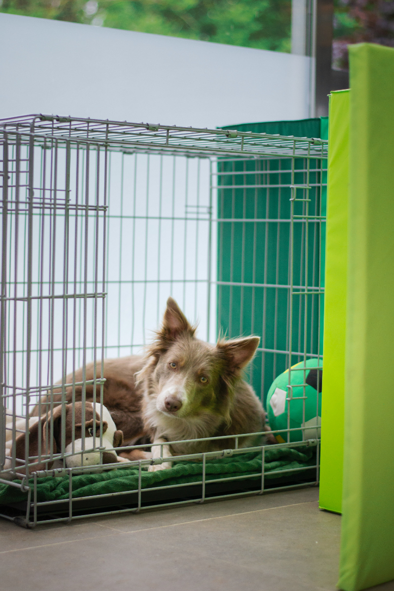 Checklist For People Looking After Your Pets