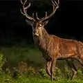 red deer