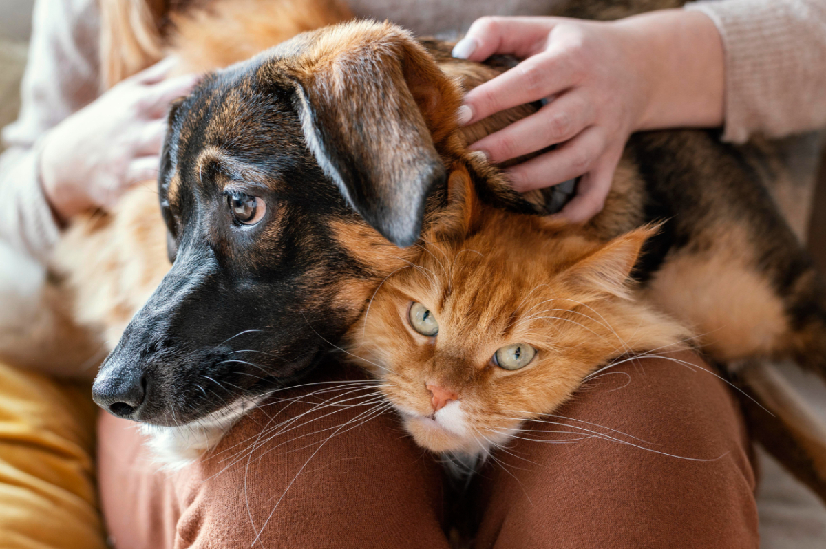 Self-Catering Accommodation Can Be Pet-friendly