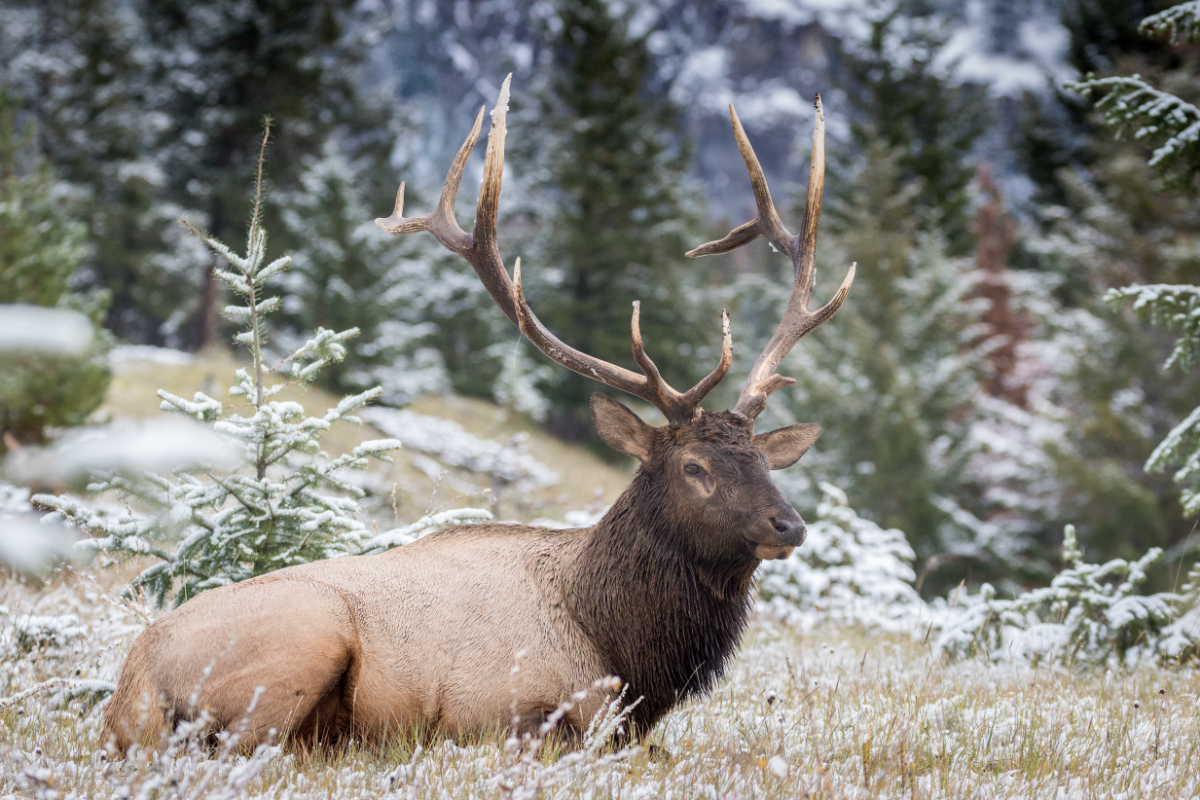 Visiting The Cairngorm Reindeer Centre | Luxury Holiday Cottages Cairngorms
