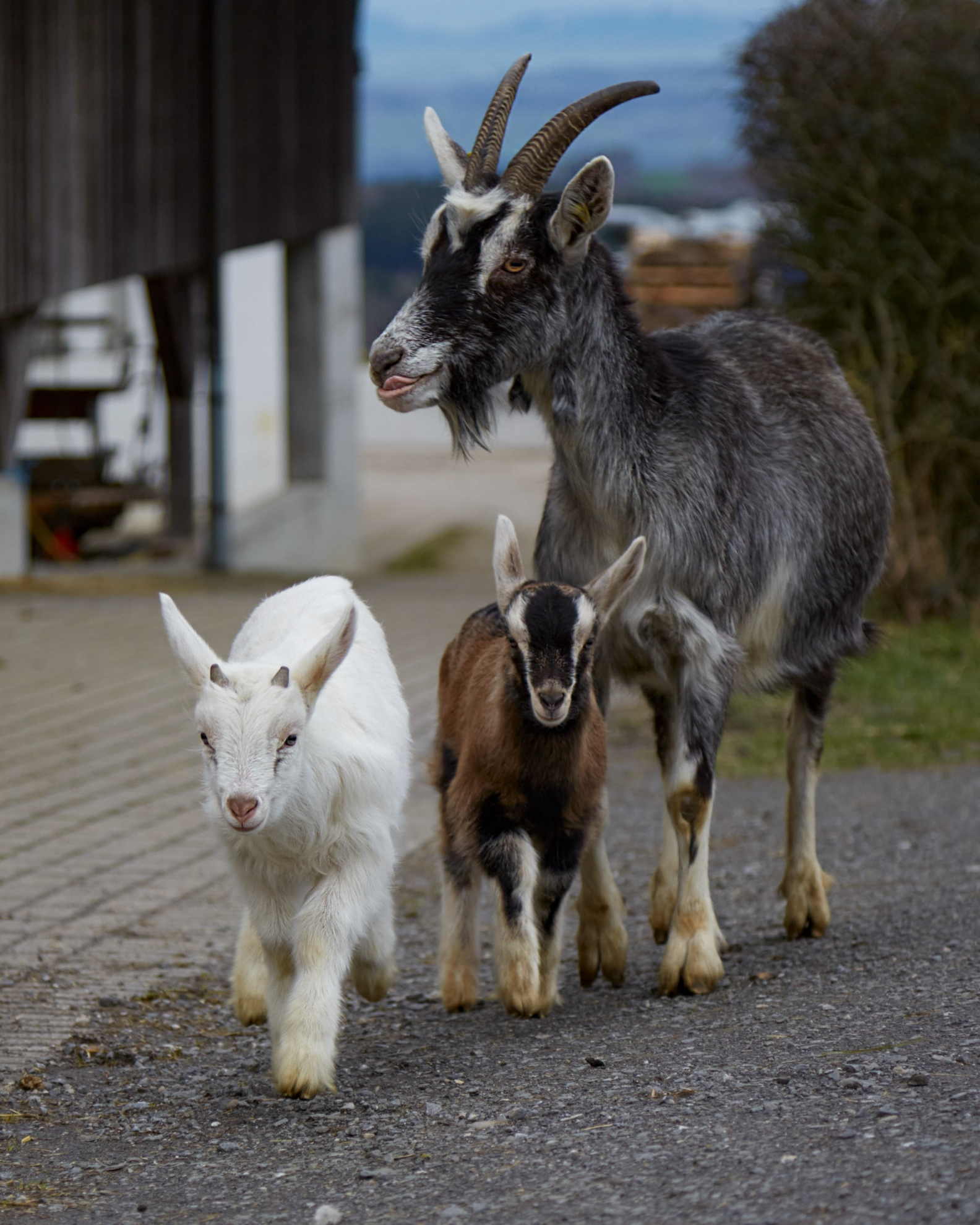 Visiting Speyside: Speyside's Goat Farm 