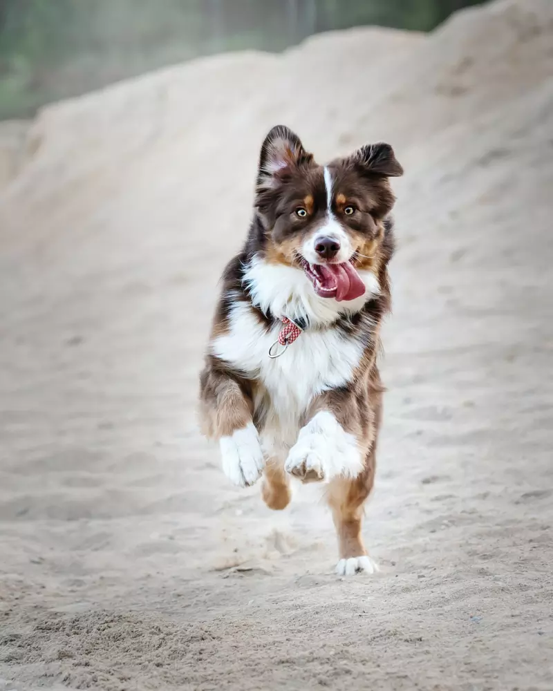 What Do You Do With Your Dog When You Go On Holiday?