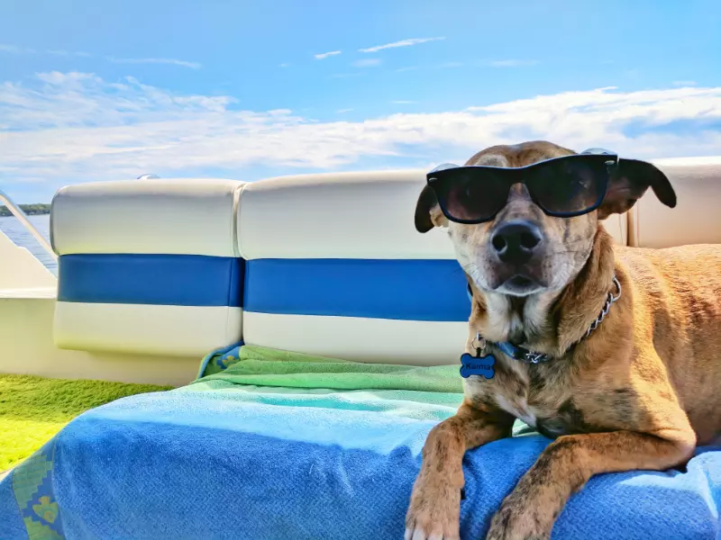 Finding The Best Boarding Places For Your Dog