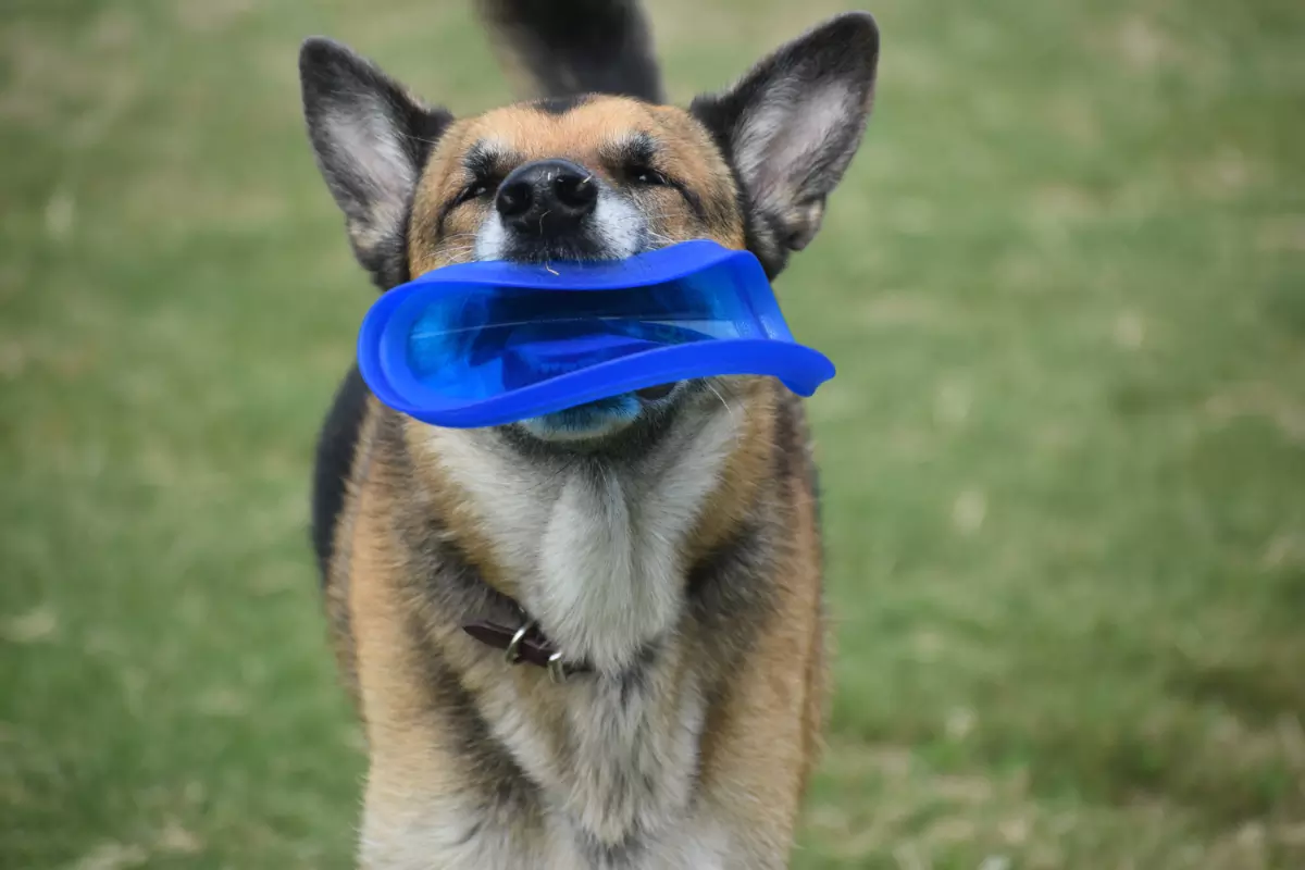 Benefits Of A Dog-Friendly Holiday Image