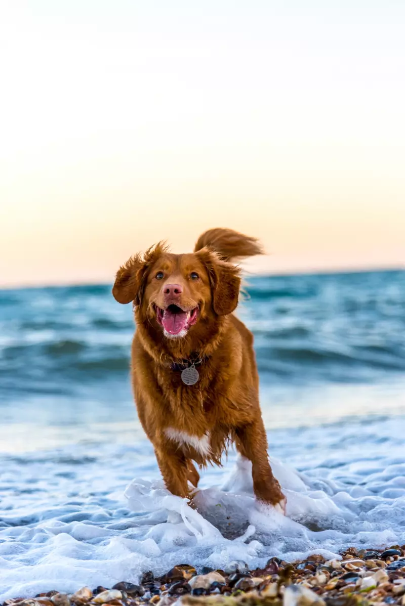 Do Dogs Get Sad When You Go On Holiday?