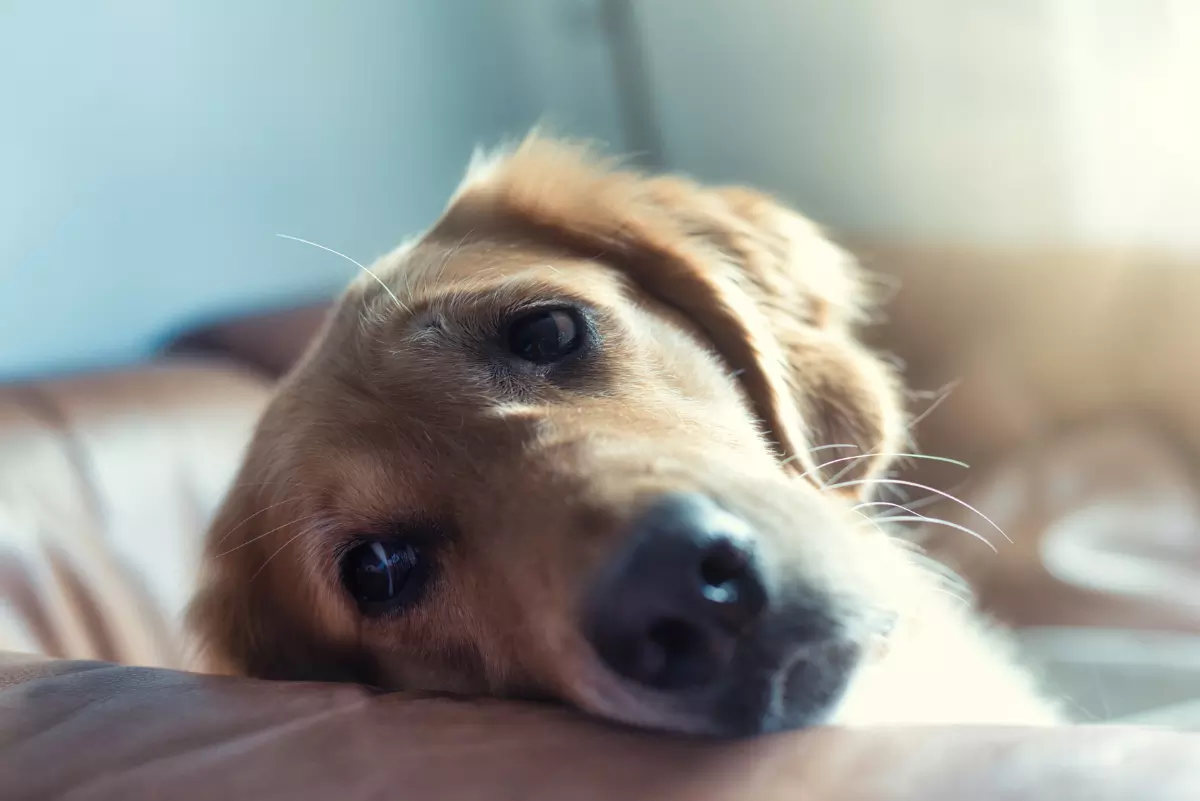 Do Dogs Get Sad When You Go On Holiday Image
