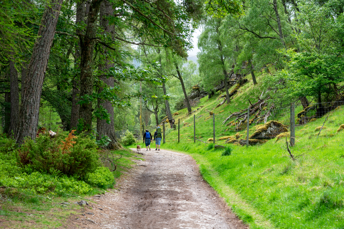 The Attractions Of Highland Wildlife Park | Luxury Cottages Cairngorms