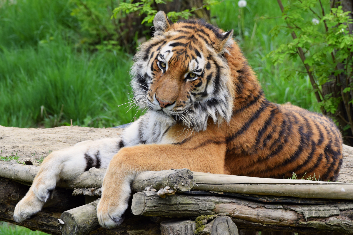 The Attractions Of Highland Wildlife Park Image