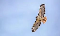 eagle soaring overhead