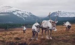 cairngorm reindeer