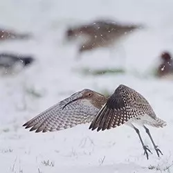 curlew taking flight